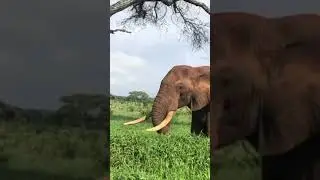 Elephant breakfast