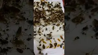 Как избавиться от нашествия тараканов 🪳