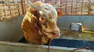 Review Sapi SUPER 1 ton up Damar Wulan DAN