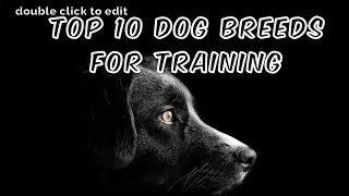 Top 10 Most Trainable Dog Breeds