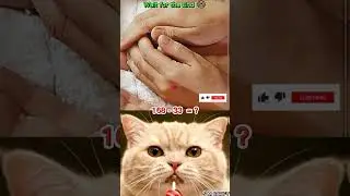 Best moment #cat #meme #shorts #trending