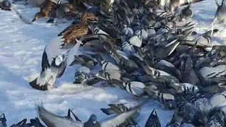 Wizyta w parku ,przed mrozami❄️❄️❤️🐦🕊🦆 #gołębie #pigeon #tauben  @ewak7702 