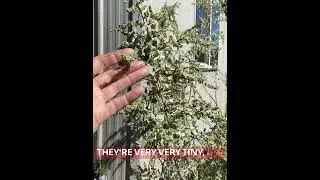 Introduction to Old Man Saltbush
