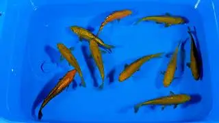 Chagoi High Quality 1sai Tateshita Marusei x Ogata