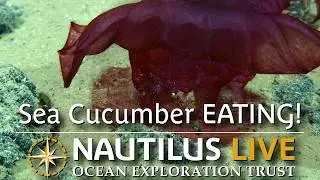 Headless Chicken Monster Sea Cucumber EATING on Seafloor! | Nautilus Live