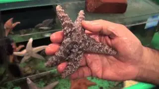 Millions of sea stars are dying with no explanation