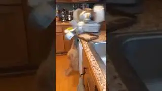 Поведение рыжих кошек!🤣 (Безумные кошки)