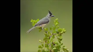 همسة حائر / كلمات / إسماعيل حسن لحن وغناء / التاج مصطفي / تسجيل الإذاعة السودانيه