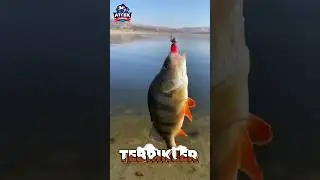 &Ccedil;ANILLI PERCH AVI #AT&Ccedil;EKZAMANI #FİSHİNG #KEŞFET #PERCH