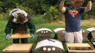 Inspecting Top Bar Nuc Hives with Scott Offord & Ben Sweetser