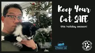 Cat Holiday Safety Tips