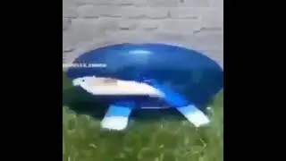 Cute hamster running with sound effects