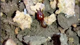 termites Macrotermes bellicosus termite soldier