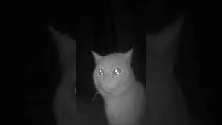 This Cat Says, 