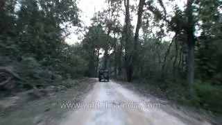Jungle safari at Kisli zone in Kanha National Park