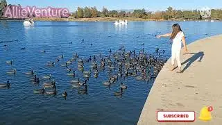 Spectacular Man-made lake with Plenty of local wild birds | Explore with AllieVenture