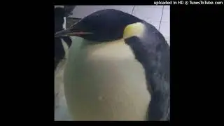 SAINT MERCAT&Oslash;R - Da Biggest Bird REMIX🦤🦩🦚🦅🕊【prod. xay3k】
