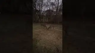 Feeding 3 deer including my favorite little buck Purina Deer Food 17% 1/8/26