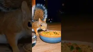 Squirrel Eating Spicy Food.. then THIS happens 🤣 #squirrel #noodles