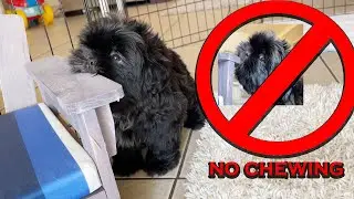 Inking Black Shih Tzu Puppies