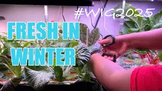 How to Grow and Harvest Food Indoors