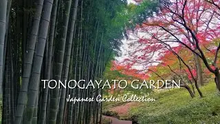 Bamboo Path, Sound Device and Autumn foliag | Tour of Japanese Garden in TOKYO | Tonogayato Garden