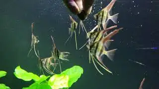 Tank Raised Rio Orinoco Altum Angelfish