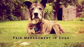 Everything You Need To Know About Dog Pain Management
