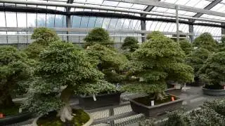 Kobayashi Bonsai Japan