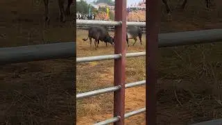 nyuj sib nraug zoo saib heev