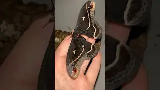 The Most beautiful GOTH MOTH LIFECYCLE #moth #calletamoth #silkmoth