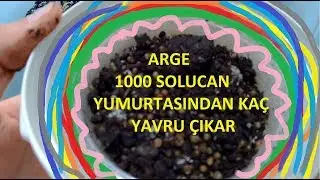 1.HAFTA 1000 KOKONDAN KAÇ SOLUCAN ÇIKAR- ARGE ÇALIŞMASI