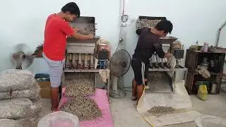 Anchovies Peeling Machine (ILI-APM5K) Mesin Mengupas Ikan Bilis