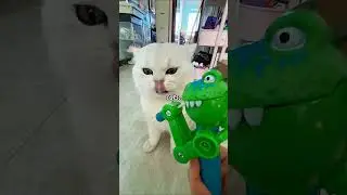 Crazy Cat Reactions😅