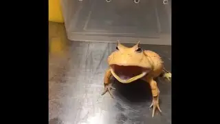 Super angry suriname pacman frog screaming