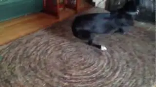 Our Spinning Greyhound, 
