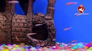 Zebrafish || petloverindia.com || Fish Paradise.