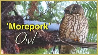 Beautiful New Zealand OWL the 'MOREPORK' or RURU