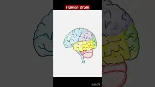 Human brain diagram easy #biology #science #drawing #art #trending #viral video#viralshorts #anatomy