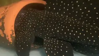 Leporacanthicus cf. galaxias L240 breeding behavior. Vampire Pleco