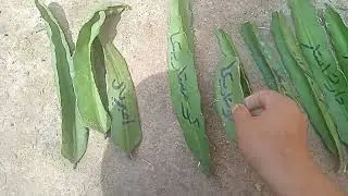 ١٩ شتلة منهم تقريبا ٥عقل عملين ٢٥٠ جنيه  و١٥ عقله آخرين منهم عقل قديمه عملين ٣٥٠ جنيه