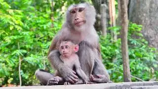 Little paws, big heartache. 💔🐒 #SadMonkey #Lonely