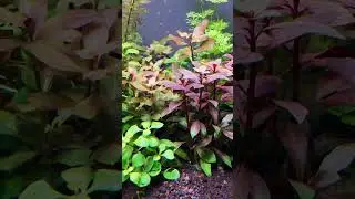 OrionLed D-RGBW #akvaryum #aquarium #aquascape #terrarium #akvaryumhobisi #fish