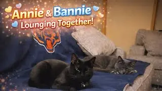 Cats Waiting for Bedtime Together 🐱 | Annie & Bannie 