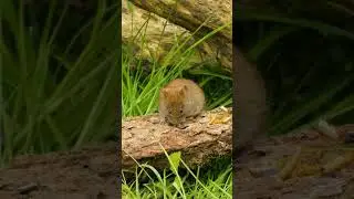 उंदीर मामा 🐭🐀🐁🐀#shorts #short #mouse #rat