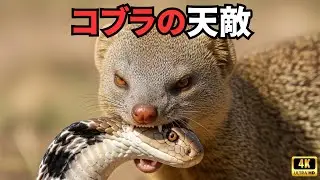 アフリカの野生動物｜見過ごされてきた最強の戦士たち パート1