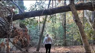 Solo Hiking in the Woods | Fallen Tree Discovery