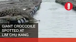 Giant crocodile spotted at Lim Chu Kang