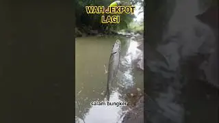 JEKPOT LAGI BABON WADER #mancingikan #mancingceria #mancing #fishing #mancingmania #mancingmantap