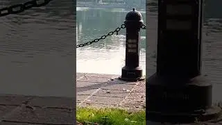 Dhakuria Lake Duck 🦆 #shorts #short #viralshorts #shortvideo #shortfeed #viral #dhakurialake